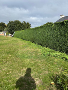 Photo de galerie - Taille de haies 