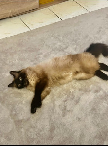 Photo de galerie - J’ai un chat à la maison et j’adore prendre soin 