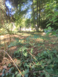 Photo de galerie - Elagage et coupe d'arbres