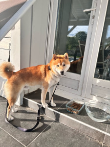 Photo de galerie - Garde chien