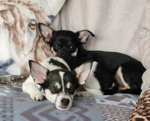 Photo de galerie - Garde animaux