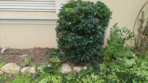 Photo de galerie - Jardinier