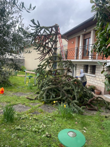 Photo de galerie - Voici l’abattage d’un arbre qu’on a réalisé sur le secteur de Rosny-sous-Bois. Les travaux d’abattage se sont déroulés dans la journée plus mise en déchetterie de l’arbre 