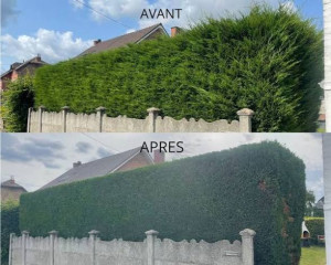 Photo de galerie - Taille de thuya avant apres
