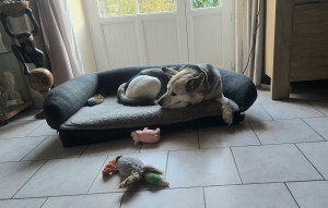 Photo de galerie - Je garde de preference des petits chiens mais si entente je peux garder des plus gros non agressifs.