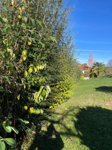 Photo de galerie - Taille de haies et d'arbustes