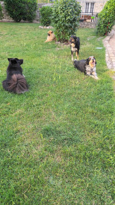 Photo de galerie - Ma chienne et des pensionnaires