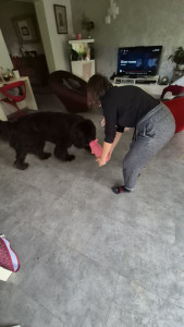 Photo de galerie - Apolline et Onyx notre Terre-Neuve 6 ans 