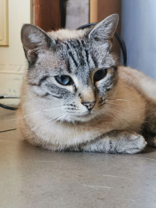 Photo de galerie - Garde chat