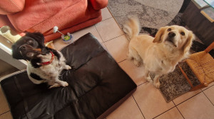 Photo de galerie - Senna et Kira les canailles ;)