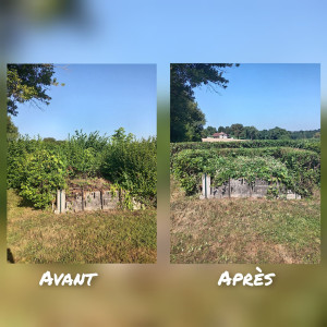 Photo de galerie - Taille de troène et charmille
