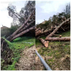 Photo de galerie - Abbatage arbre tombé suite à la tempête NILS février 2026