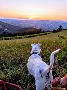 Photo de galerie - Garde chien