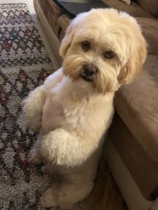 Photo de galerie - Garde chien