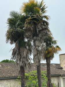 Photo de galerie - Avant nettoyage des branches mortes 