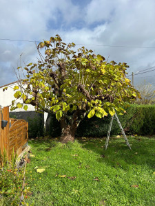 Photo de galerie - Elagage et coupe d'arbres