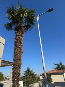 Photo de galerie - Taille d’un palmier