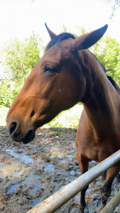 Photo de galerie - Garde animaux