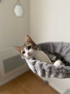Photo de galerie - Garde chat