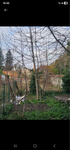Photo de galerie - Elagage et coupe d'arbres