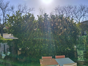 Photo de galerie - Taille de haies et d'arbustes