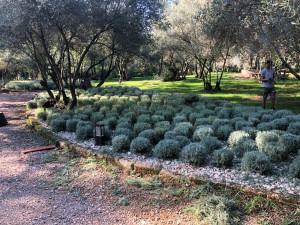 Photo de galerie - Plantation et tailles 