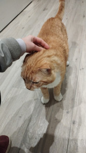 Photo de galerie - Garde chat