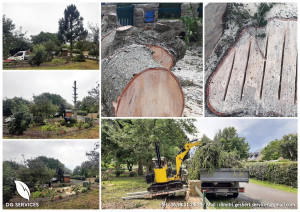 Photo de galerie - Elagage et coupe d'arbres