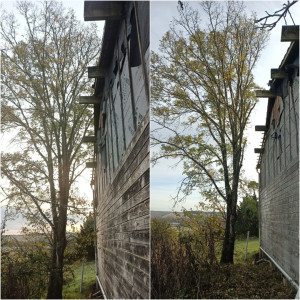 Photo de galerie - Taille des branches d'un orme au-dessus du toit de cette habitation.