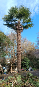 Photo de galerie - élagage taille de palmiers 