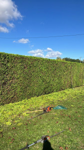 Photo de galerie - Taille de haie 
