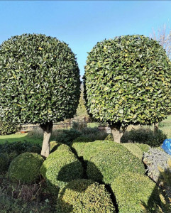 Photo de galerie - Coupe d’arbres au propre 