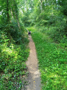 Photo de galerie - J'effectue également les balades de vos chiens. 