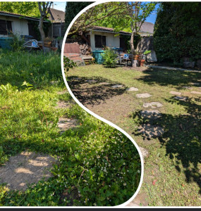 Photo de galerie - Avant-après intervention de tonte et débroussaillage de jardin  