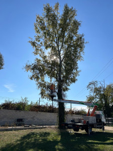 Photo de galerie - Elagage et coupe d'arbres