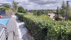 Photo de galerie - Taille de haie