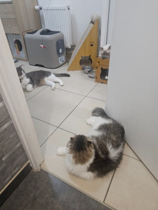 Photo de galerie - Garde chat
