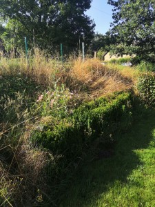 Photo de galerie - Tonte de pelouse - Débroussaillage