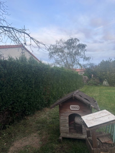 Photo de galerie - Taille d’une haie de cupressus