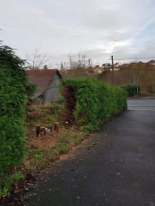 Photo de galerie - Abattage d'une haie de thuya d'une longueur de 40 mètre, avec broyage des branches et évacuation.