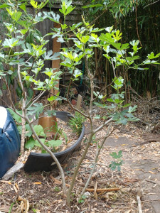Photo de galerie - Jardinier