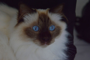 Photo de galerie - Animaux de compagnie 