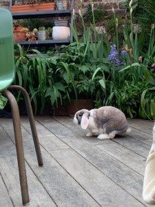 Photo de galerie - Garde animaux