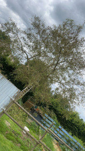 Photo de galerie - Elagage et coupe d'arbres