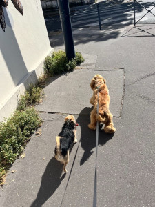 Photo de galerie - Garde animaux