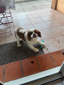 Photo de galerie - Accueil d’oscar pendant 1 mois 