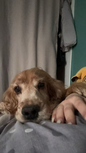 Photo de galerie - Un coup de cœur pour ce chien âgé de 10 ans 