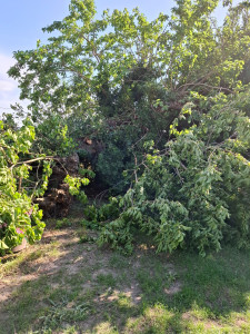 Photo de galerie - Arbre à dégager en urgence