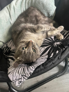 Photo de galerie - Visite à domicile chat