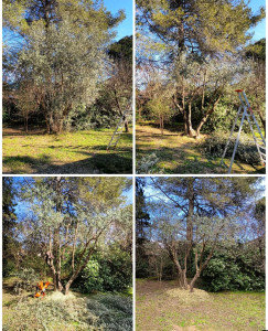 Photo de galerie - Elagage et coupe d'arbres